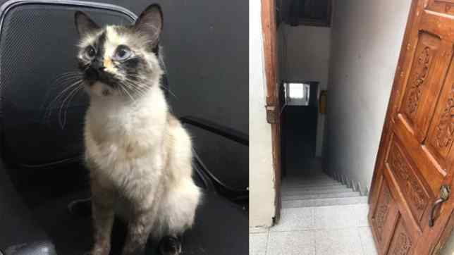 gato salva bebê