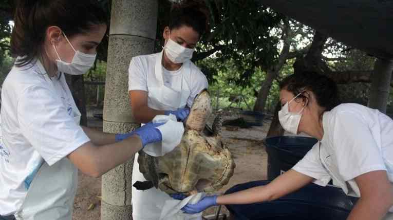 tartarugas morrem devido a óleo