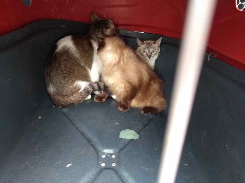 Animais sofriam maus tratos