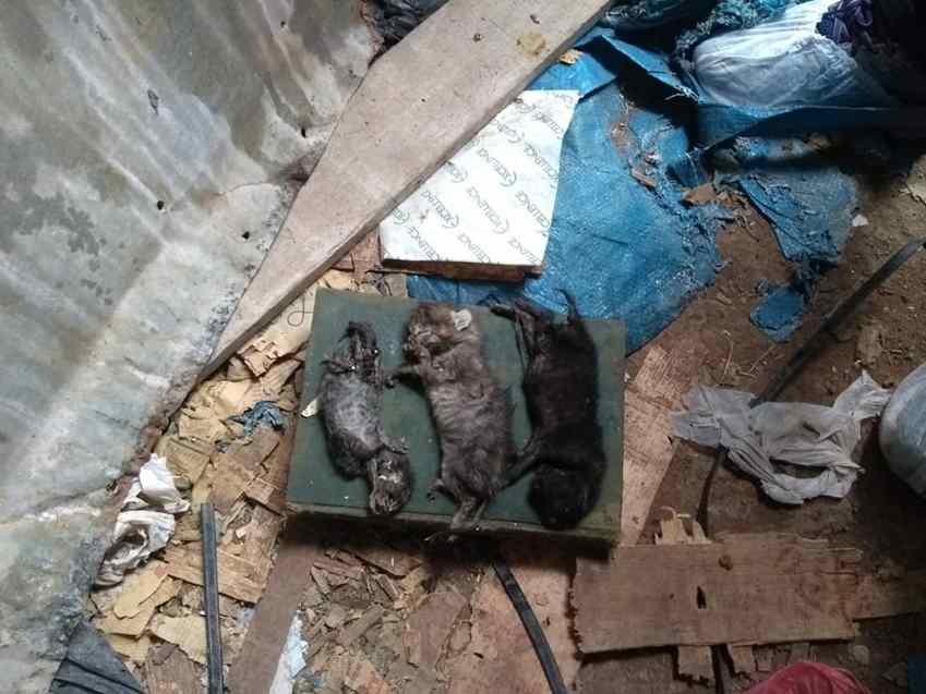 animais foram resgatados pela polícia