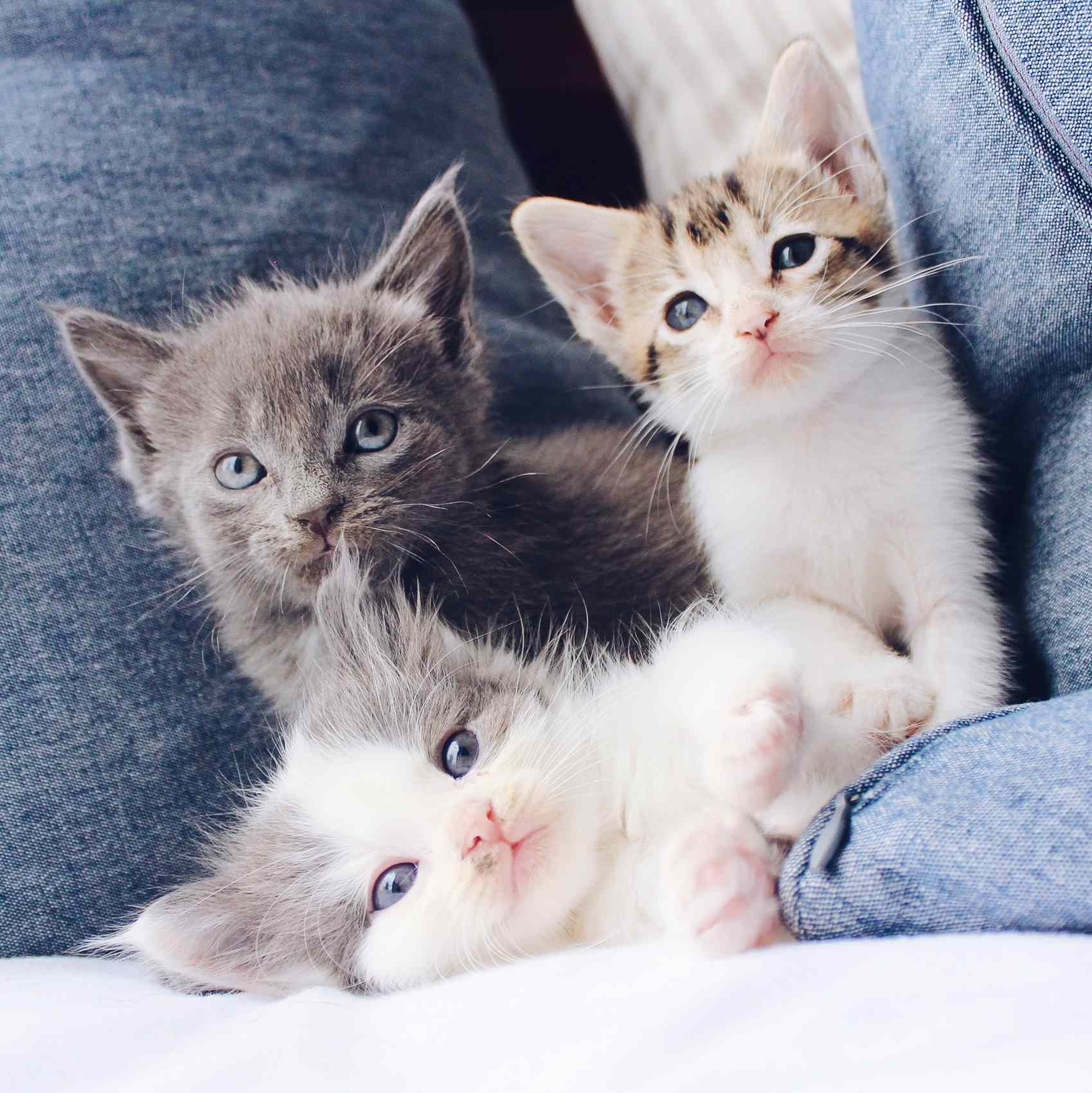Gatos usados em testes de laboratório
