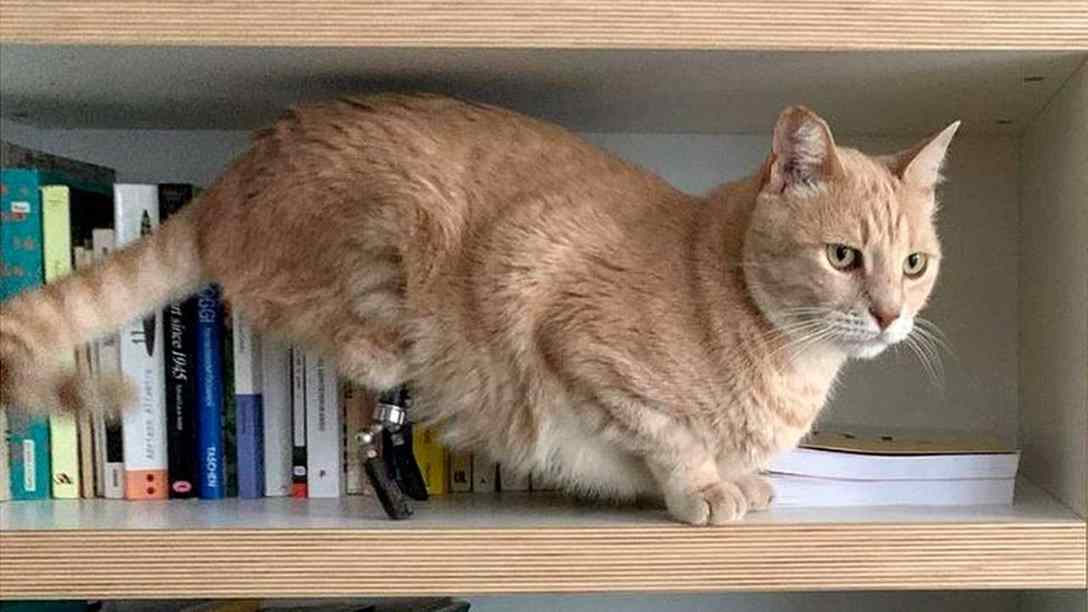 gato com patas biônicas