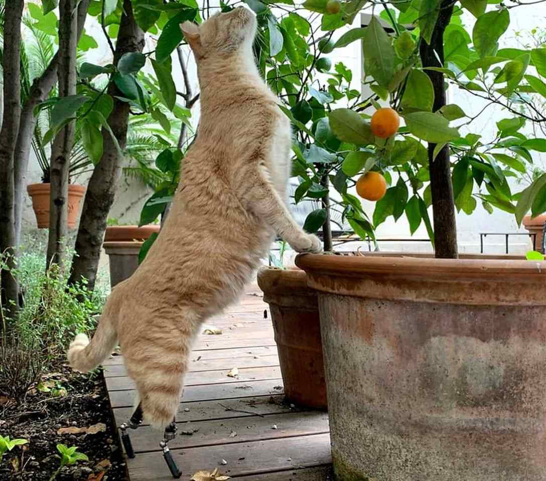 gato com próteses