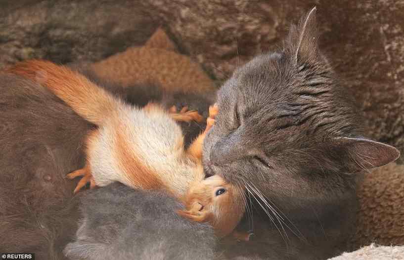 gata amamenta esquilos