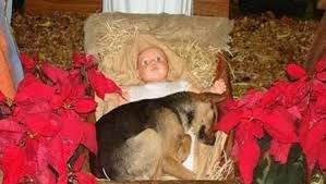 Cão de rua dormindo no colo do Menino Jesus em presépio volta a comover