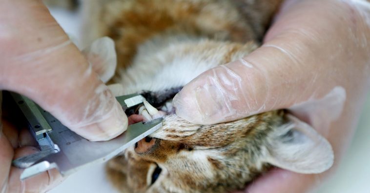 Espécie de “raposa-gato” é descoberta na França