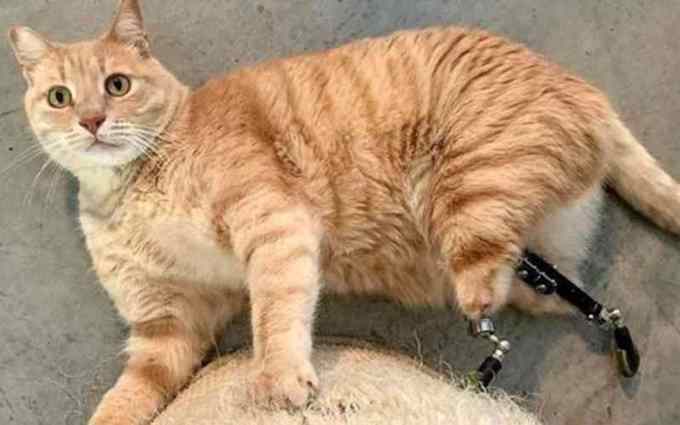 gato perde patas e ganha prótese
