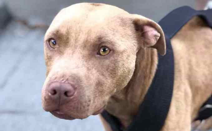 rinha de pitbulls