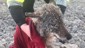 Trabalhadores resgatam lobo quase congelado achando que era cão