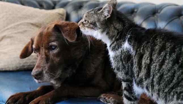 amizade entre cão e gato