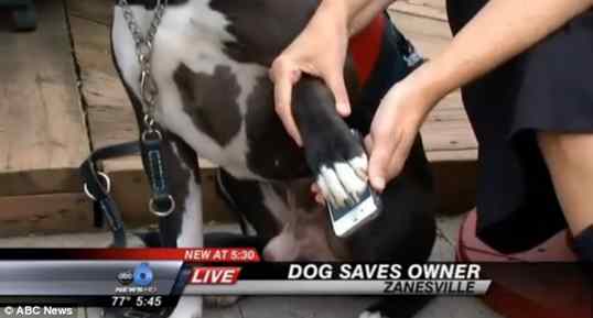cão salva o dono