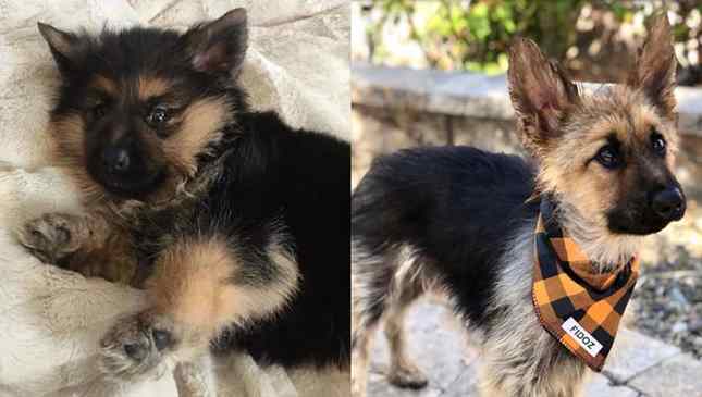 cachorro anão