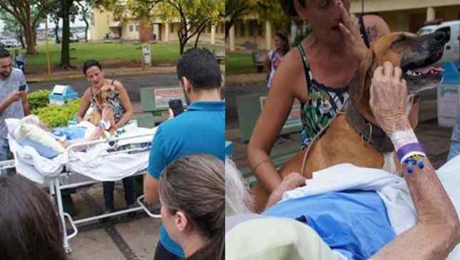 cachorro visita idoso no hospital