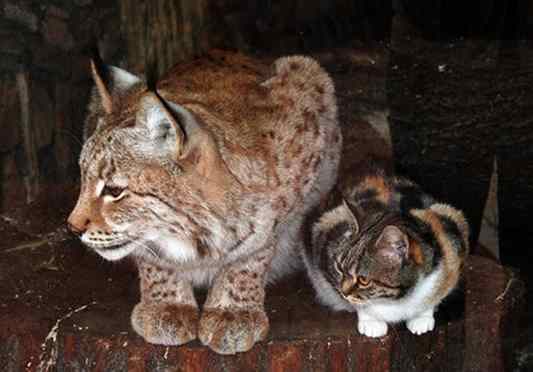 gato e lince zoológico