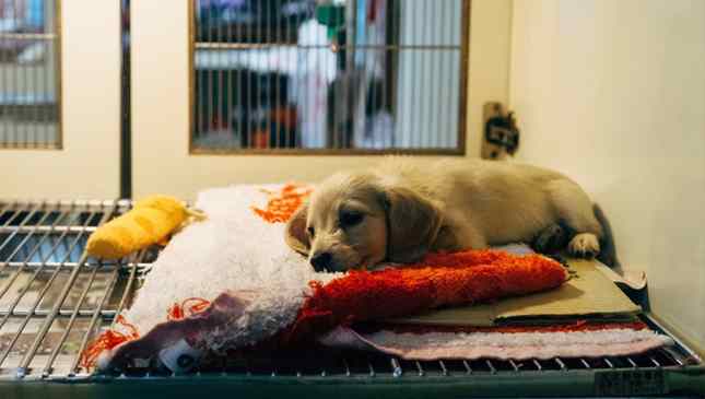 cidade foi obrigada a cuidar de cachorros de rua