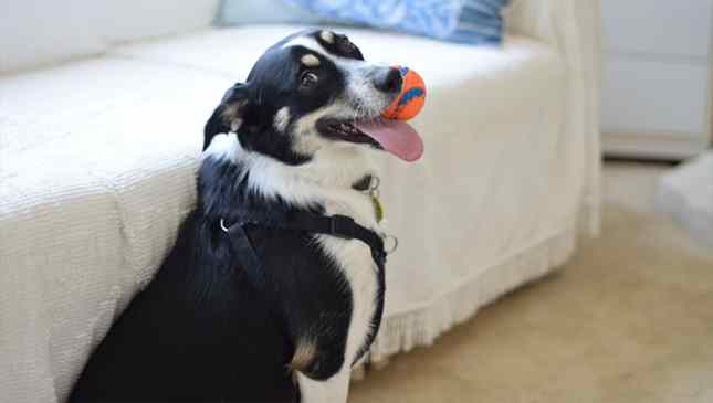 cães sabem o que estamos dizendo