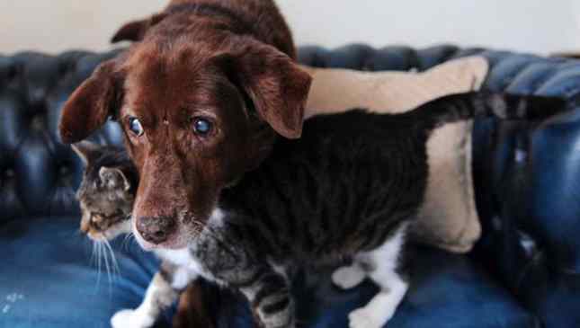 cão e gato amigos