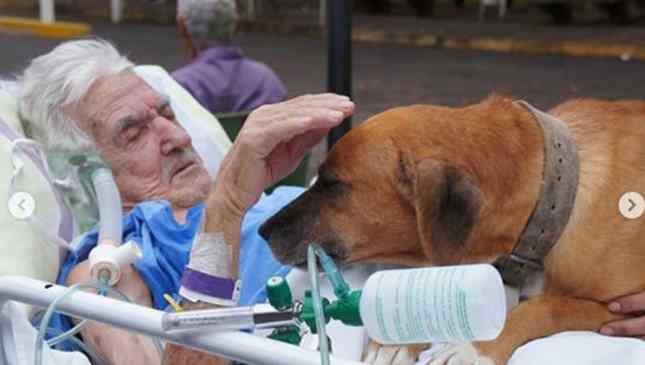 cão visita idos no hospital