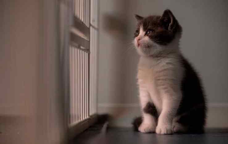 primeiro gato clonado