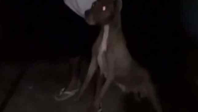 homem matou cachorra da namorada