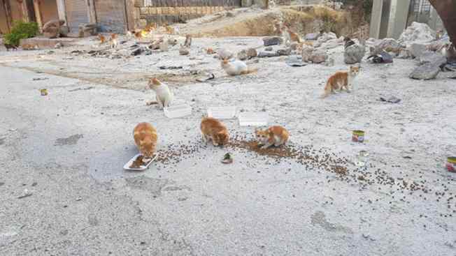 gatos em zonas de guerra