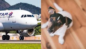Companhia aérea Latam foi condenada por morte de cachorrinha em voo