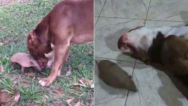 tatu e pitbull