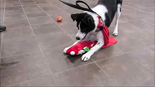 animais ganham presentes no natal