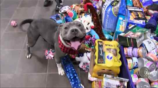 Animais ganham festa de natal