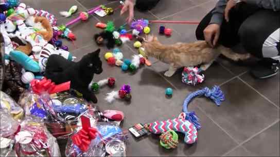 gatos presente de natal