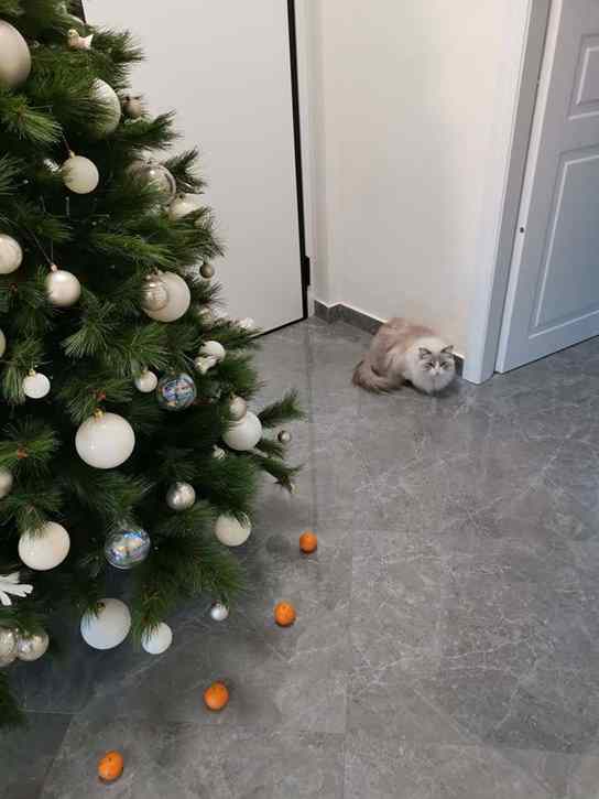 gatos árvore de natal