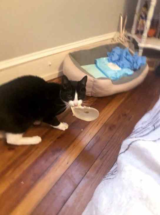 gato rouba comida