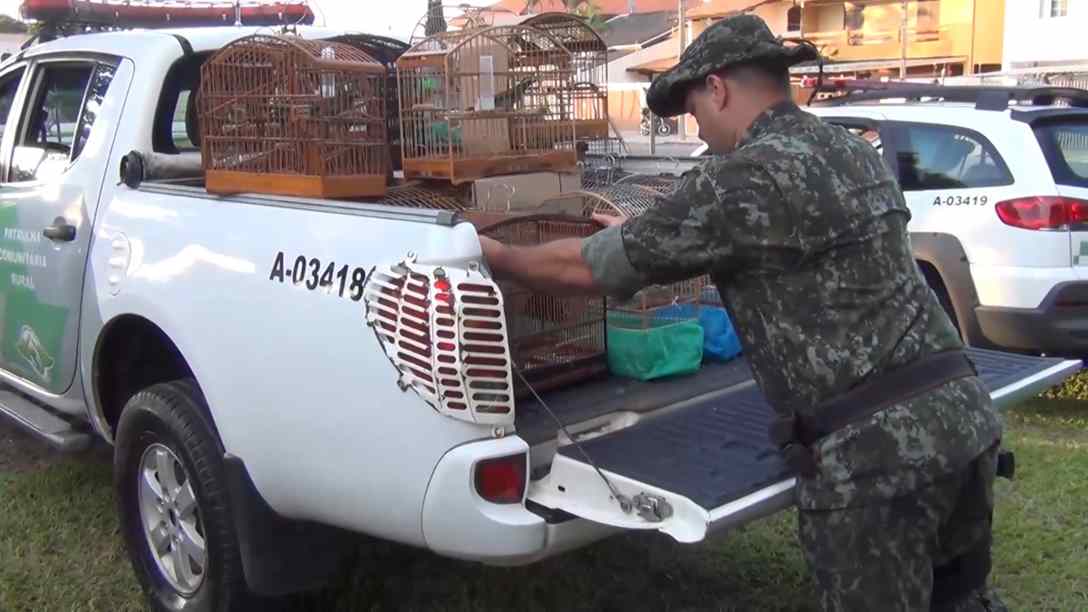 aves foram resgatadas pela polícia