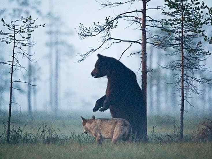 amizade entre lobo e urso