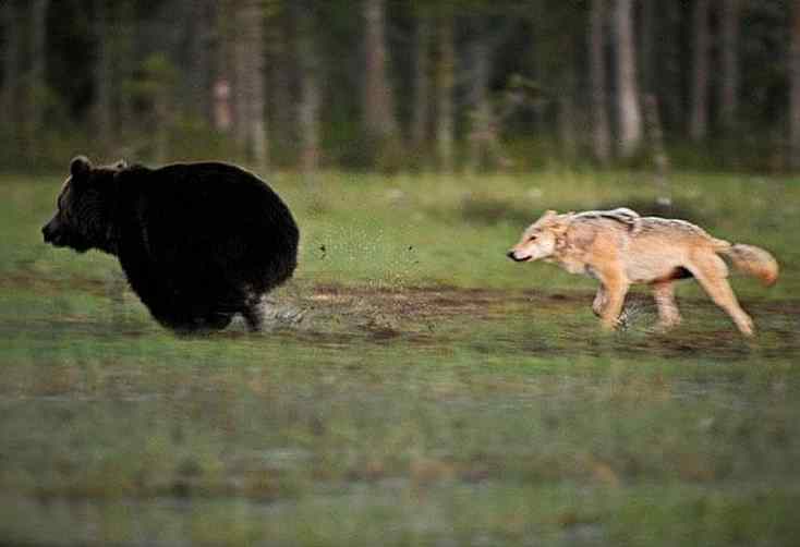 urso e lobo amigos