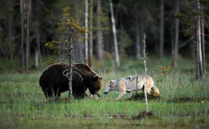 amizade entre animais selvagens