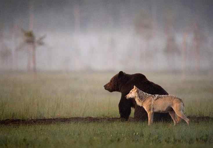 urso e lobo selvagem ficam amigos