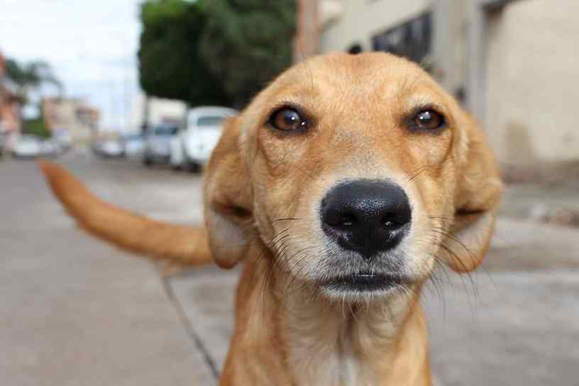 mascote da copa américa