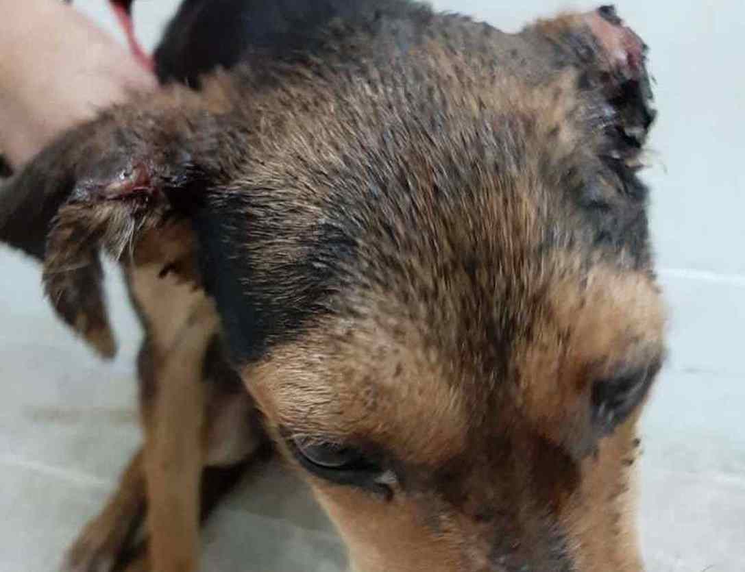 cadela teve orelha decepada