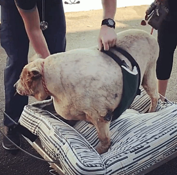 cão obeso foi adotado