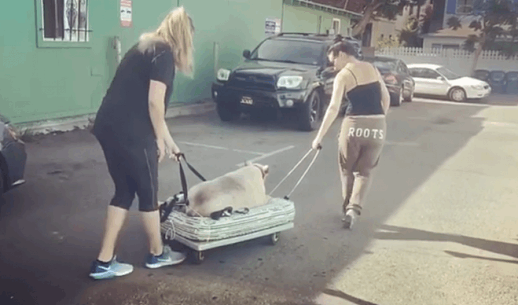 cão obeso foi adotado por famosa