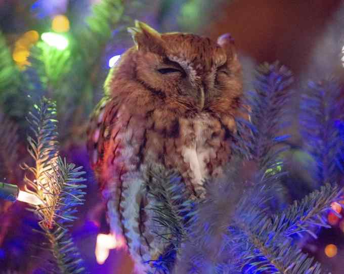coruja na árvore de natal