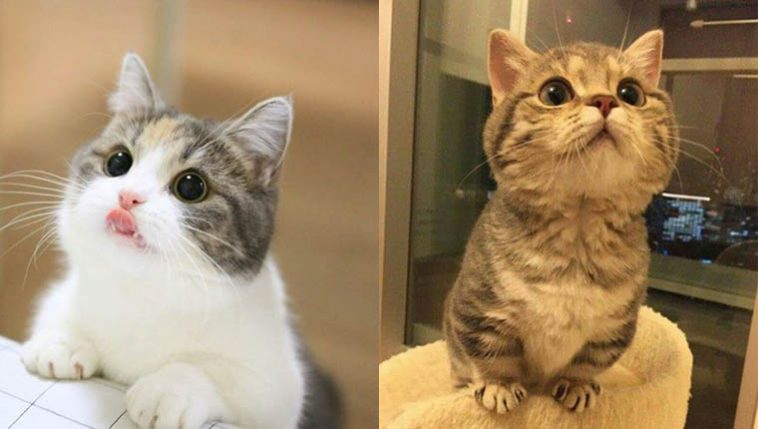 Fotos de gatinhos fofos
