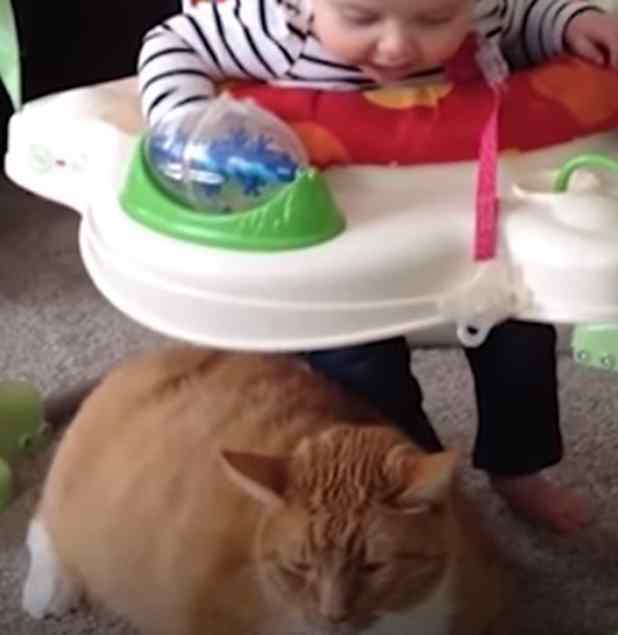 menina canta para gato e ele morre me seguida