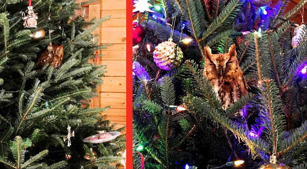 coruja escondida de árvore de natal