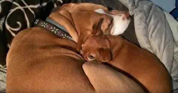 pitbull se recusa a ser adotada sem amigo chihuahua
