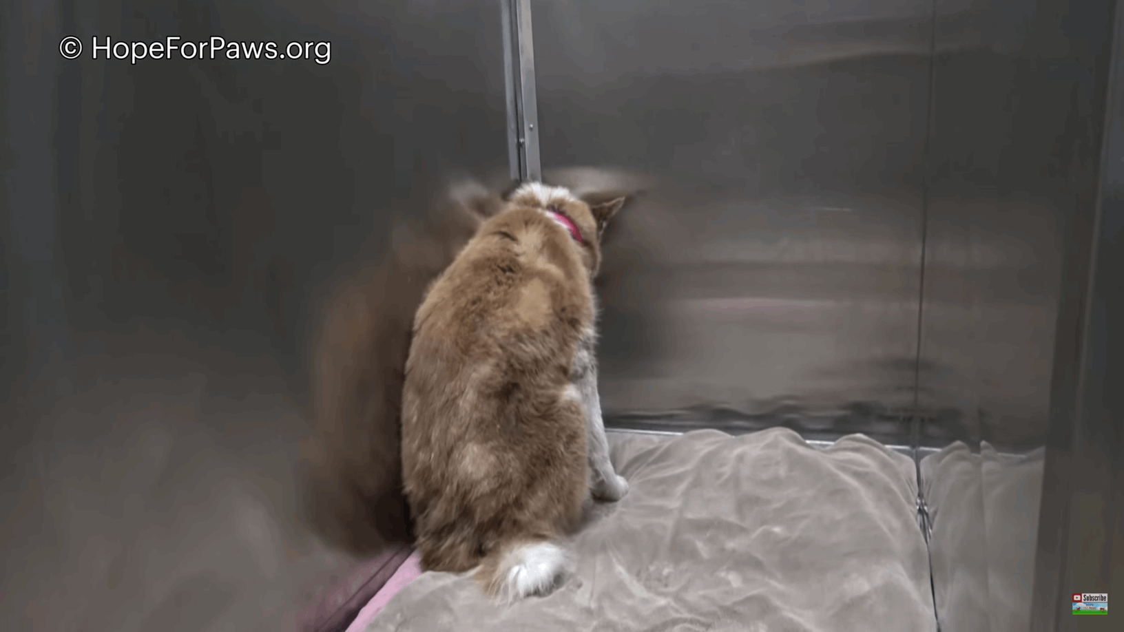 cadela não confia em humanos