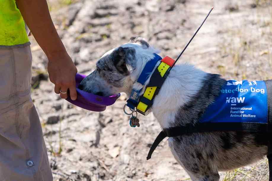 cachorro treinado para resgatar coalas