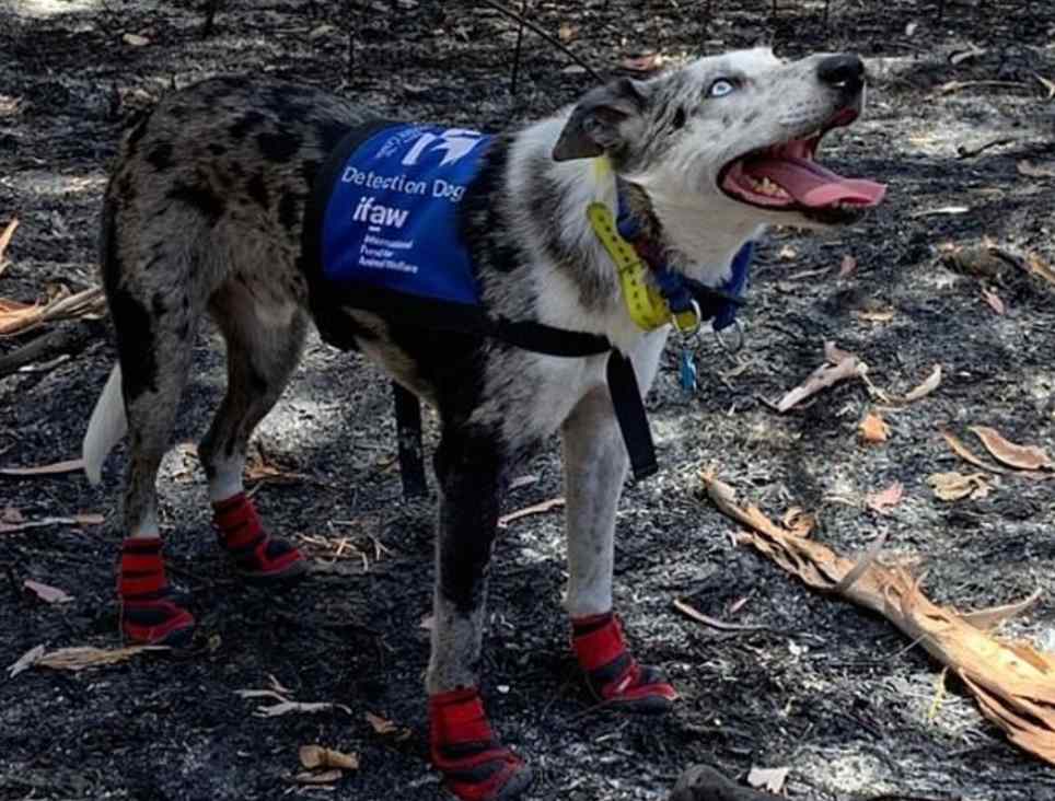 cão treinado para salvar coalas