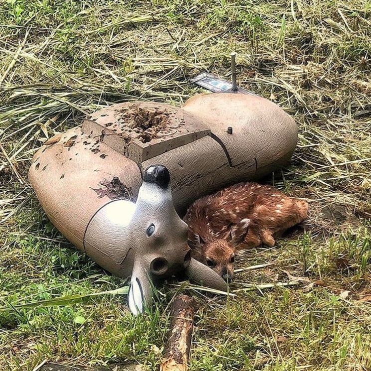 bebê cervo acha que boneco de tiro ao alvo é sua mãe